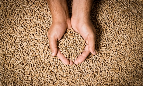 wheat straw pellets in hands