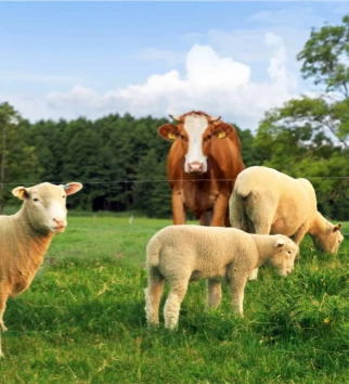 cattle and sheep in farm