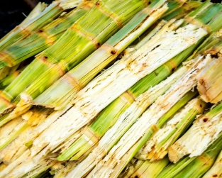 sugarcane bagasse