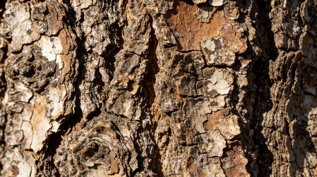 Bark