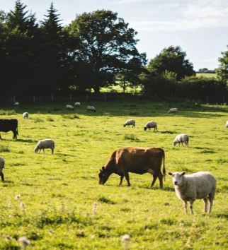 cattle and sheep in farm