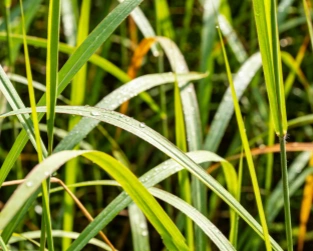 grass for drying