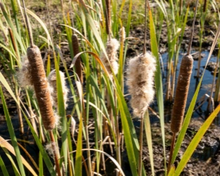 reed grass