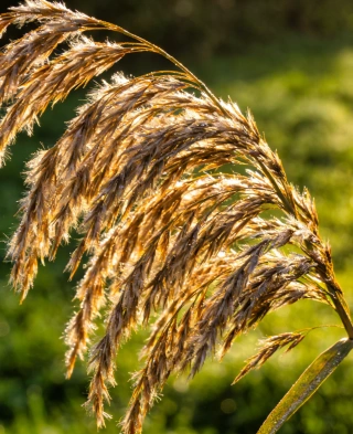 Sorghum stalks