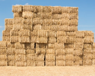 rice straw bales