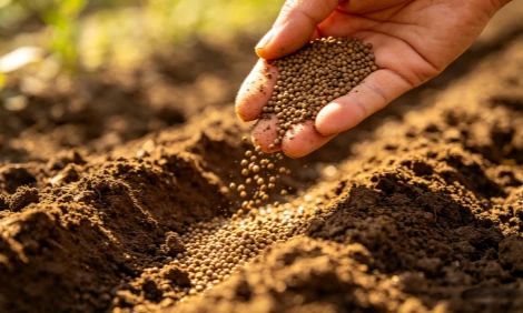 Apply organic fertilizer to the soil
