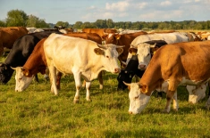 Cow 
