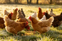 Chicken 