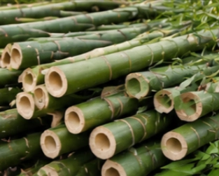 bamboo
