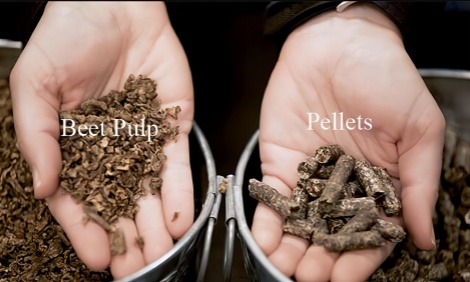 pulpa de remolacha y pellets de pulpa de remolacha