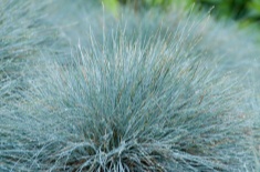 Fescue Grass