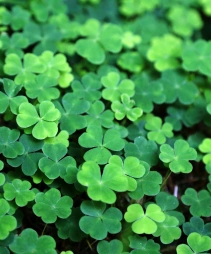 clover hay