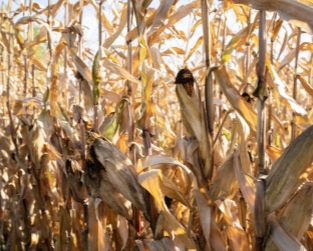 corn stalk