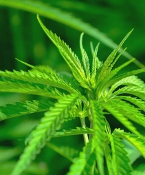 hemp