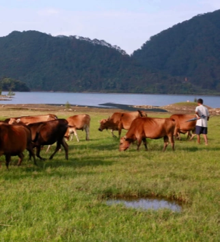livestock farm