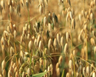 oat hay