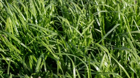 ryegrass