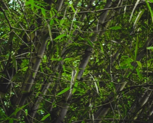 bamboo branch