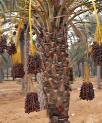 palm tree