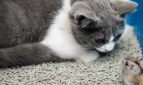 paper cat litter and cat