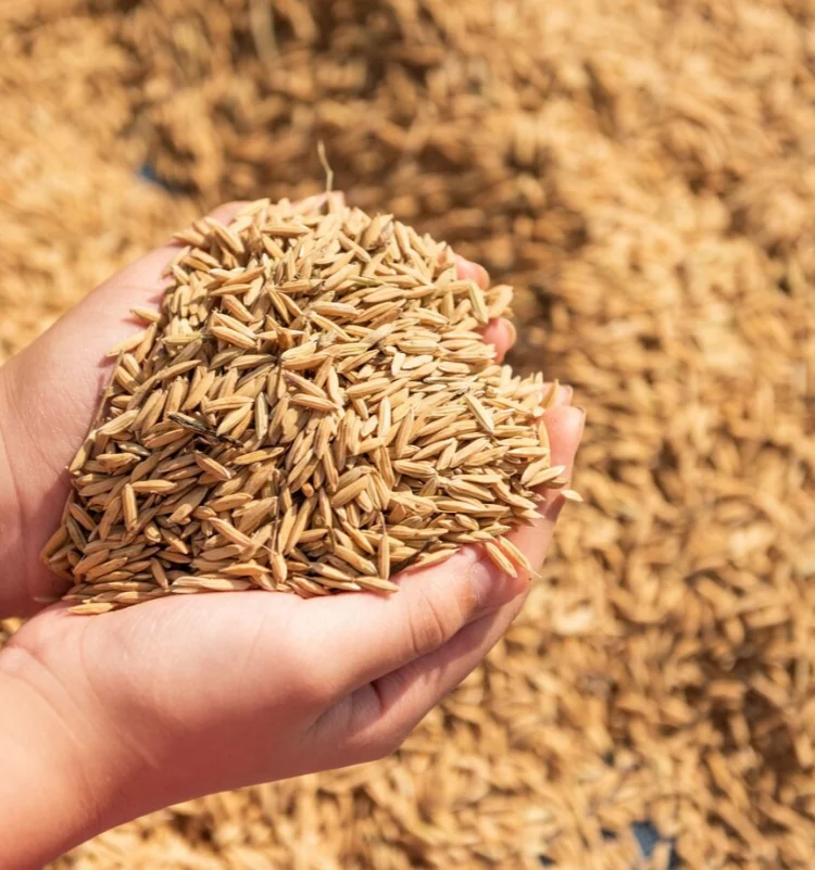 rice husk show in hand