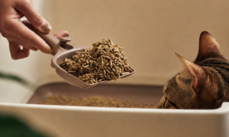 sawdust cat litter product