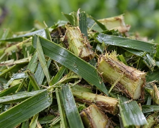 Chopped Oil Palm Fronds